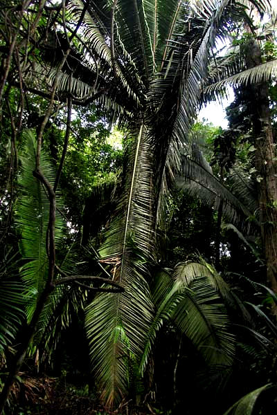 Corozo, or Cohune Palm, ATTALEA COHUNE, large frond