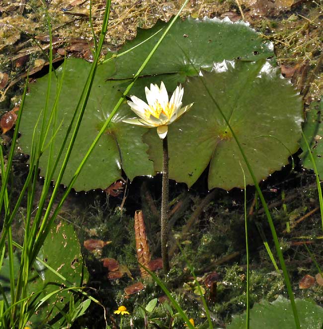 White Water Lily, NYMPHAEA AMPLA