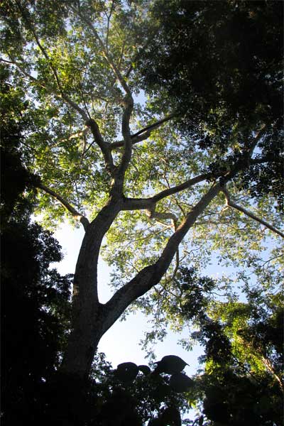 Yellow Mombin or Hog Plum, SPONDIAS MOMBIN; tree form in forest