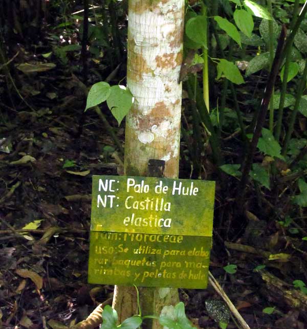Panama Rubber Tree, CASTILLA ELASTICA, trunk