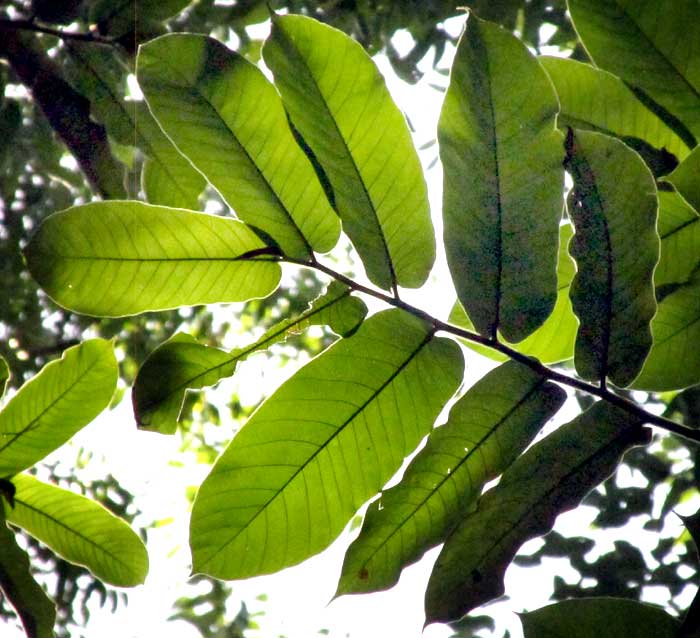 Panama Rubber Tree, CASTILLA ELASTICA, leaves