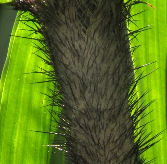 DESMONCUS ORTHACANTHOS, spiny stem