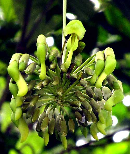 Pica-Pica, MUCUNA cf. ARGYROPHYLLA, flower cluster