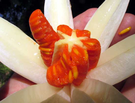 Clusia cf. chanekiana, open fruit showing seeds
