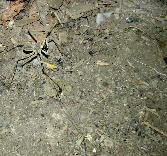 tailless whip-scorpion