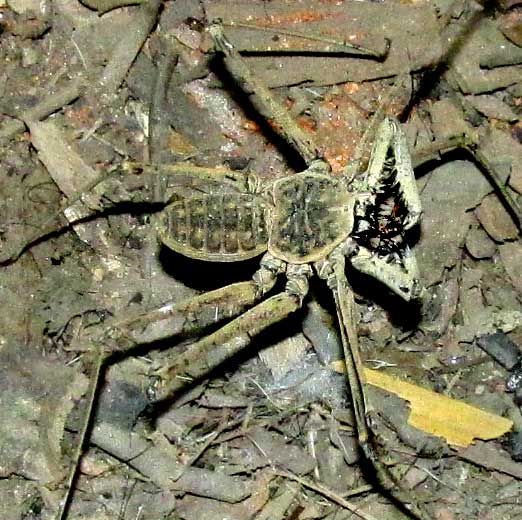 tailless whip-scorpion body
