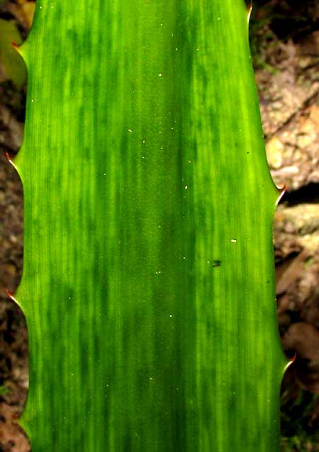AECHMEA MAGDALENAE, spines on leaf