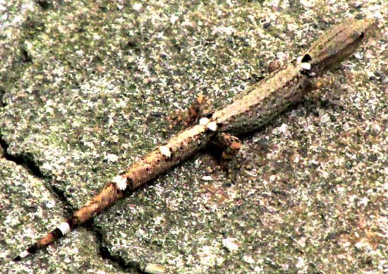Collared Dwarf Gecko, SPHAERODACTYLUS GLAUCUS