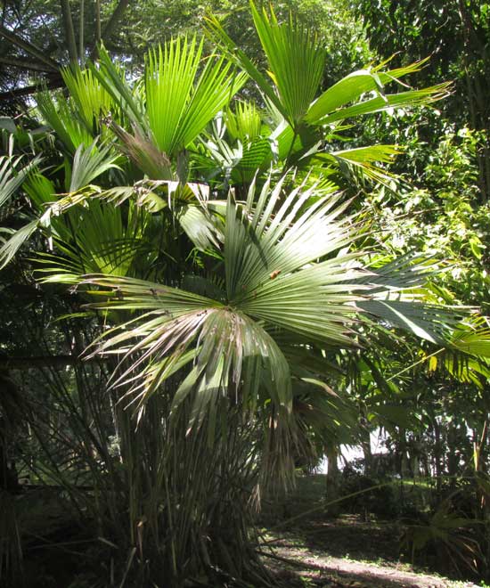 Rootspine Palm, CRYOSOPHILA STAURACANTHA, young trunkless
