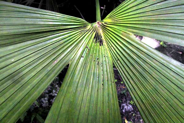 Rootspine Palm, CRYOSOPHILA STAURACANTHA, base of blade