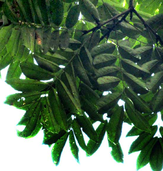 VATAIREA LUNDELLII, leaves in canopy