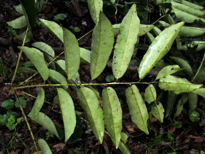 VATAIREA LUNDELLII, leaf close-up
