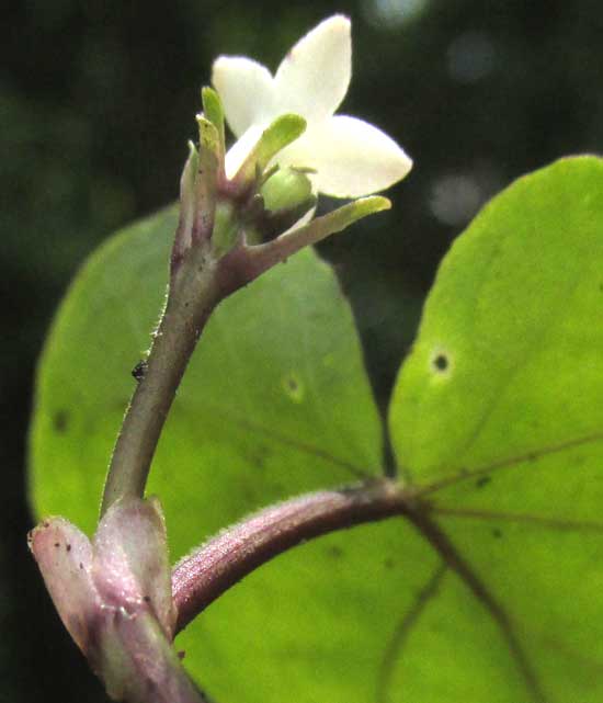 GEOPHILA MACROPODA, flowering cluster