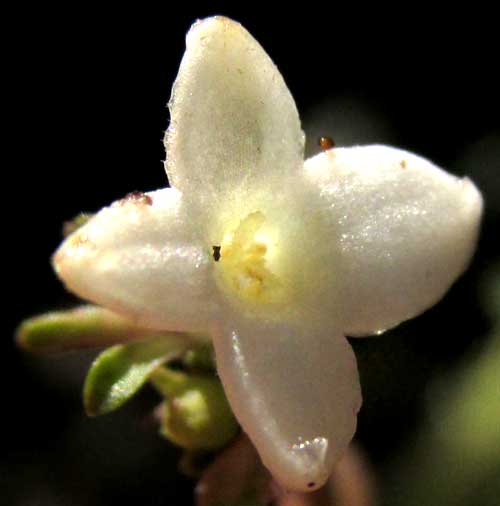 GEOPHILA MACROPODA, flower from front