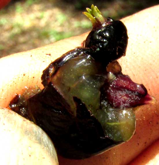 GEOPHILA MACROPODA, squashed fruit showing seeds