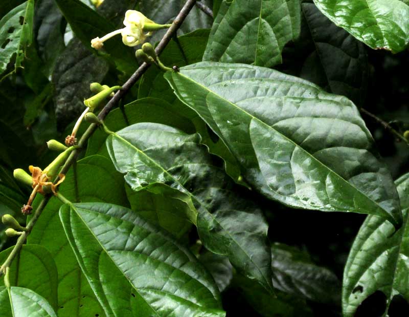 Flor de Cacao, QUARARIBEA FUNEBRIS