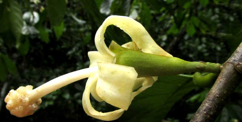 Flor de Cacao, QUARARIBEA FUNEBRIS, flower