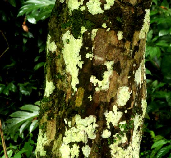 Flor de Cacao, QUARARIBEA FUNEBRIS, trunk