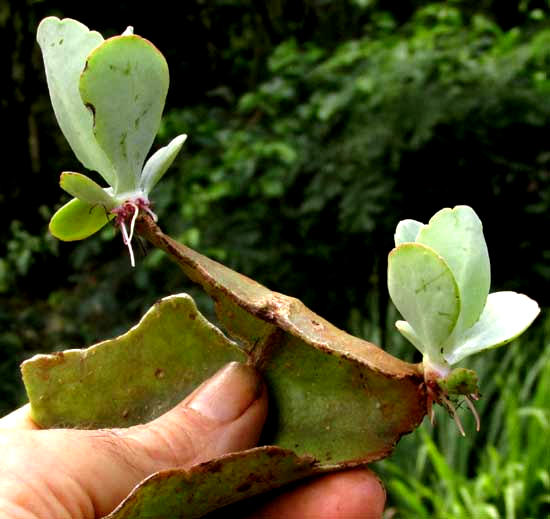 Donkey Ears, KALANCHOË GASTONIS-BONNIERI; plantlets on leaf