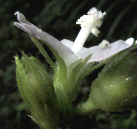 PAVONIA SCHIEDEANA, flower showing staminal column