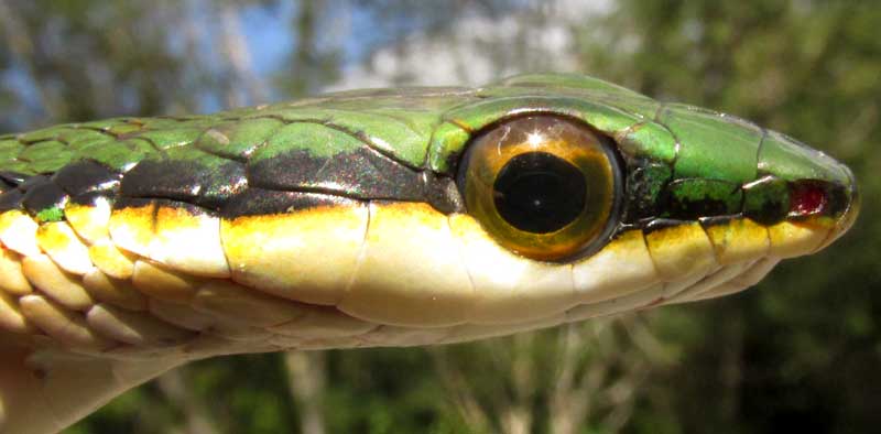 Bronze-backed Parrot Snake, LEPTOPHIS MEXICANUS, head side view