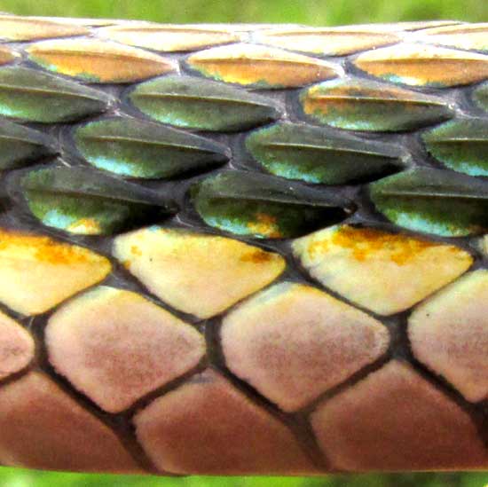 Bronze-backed Parrot Snake, LEPTOPHIS MEXICANUS, scales on side at mid length