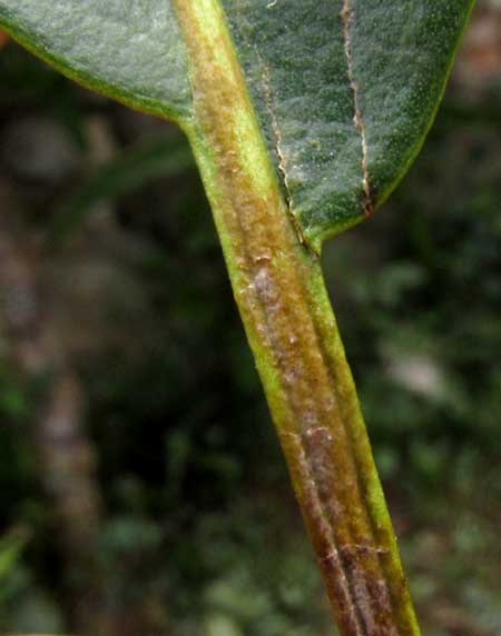 CORDIA ALLIODORA, leaf base