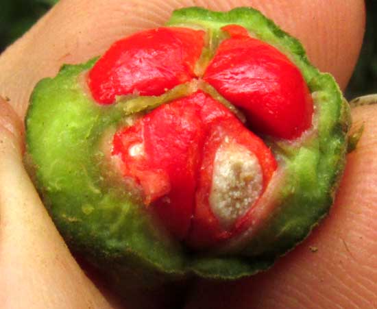 TRICHILIA HIRTA, immature fruit opened showing three red seeds