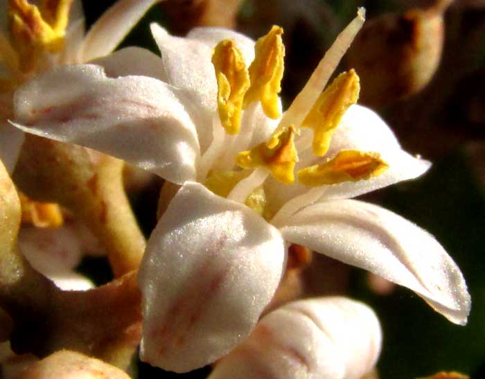 Marlberry, ARDISIA ESCALLONIOIDES, flower showing stamens opposite corolla lobes