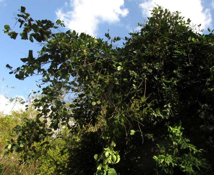 Nissolia fruticosa var. fruticosa, covering tree