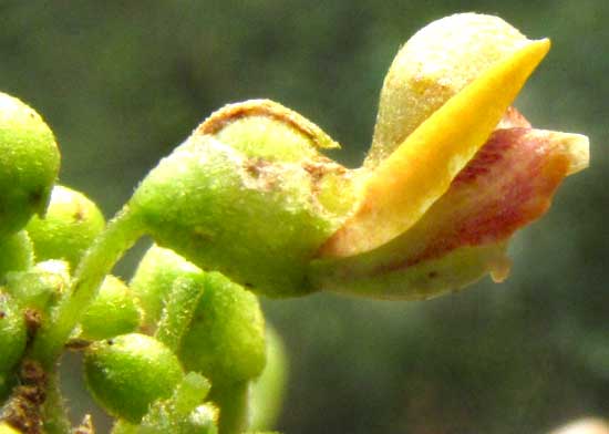 Nissolia fruticosa var. fruticosa, flower close-up
