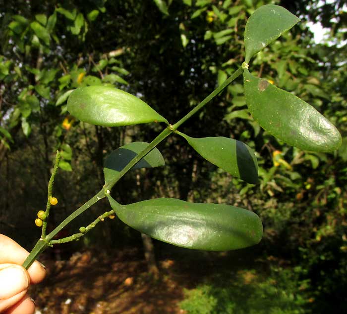 PHORADENDRON QUADRANGULARE, leaves & square stem