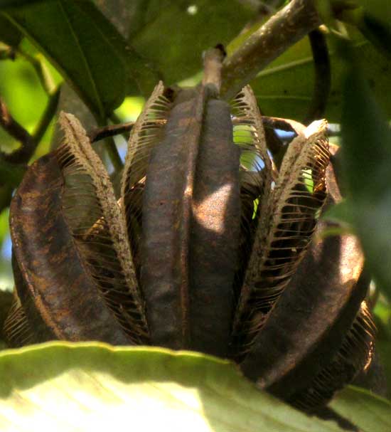ARISTOLOCHIA MAXIMA, mature fruit