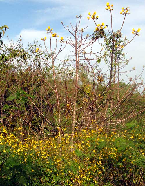 Sunflower Goldeneye, VIGUIERA DENTATA, with Silk Cottontrees