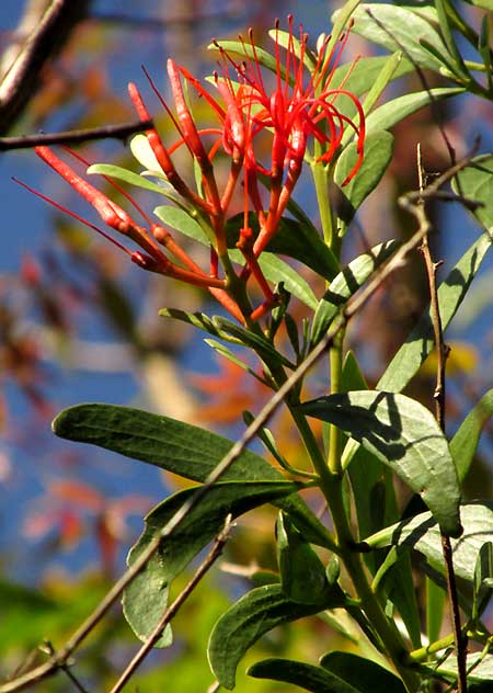 Mayan Tropical Mistletoe, PSITTACANTHUS MAYANUS, flowers and leaves