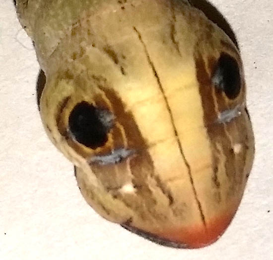 caterpillar face-markings of MADORYX cf. PLUTONIUS DENTATUS