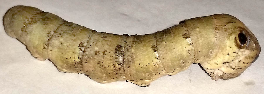 caterpillar of MADORYX cf. PLUTONIUS DENTATUS, side view