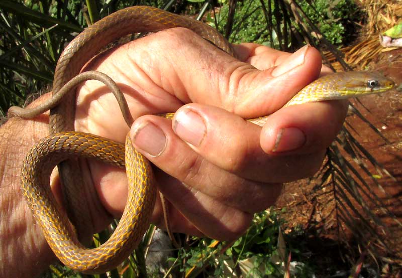 Yucatan White-lipped Snake, SYMPHIMUS MAYAE