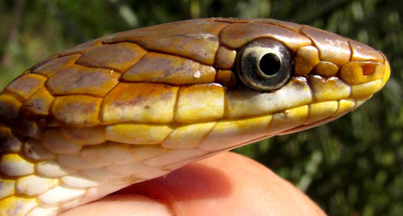 Yucatan White-lipped Snake, SYMPHIMUS MAYAE, head side view
