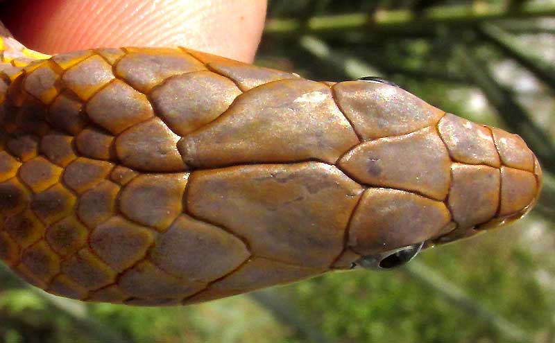 Yucatan White-lipped Snake, SYMPHIMUS MAYAE, top of head