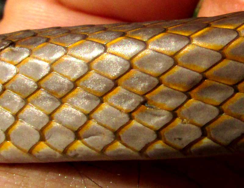 Yucatan White-lipped Snake, SYMPHIMUS MAYAE, dorsal scales from side