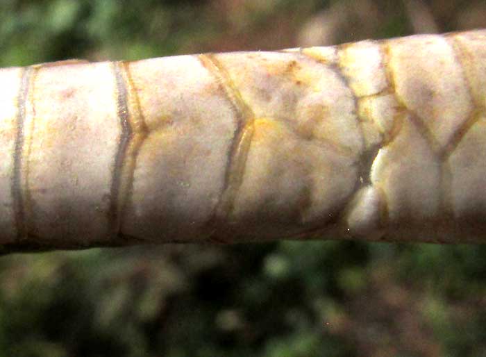 Yucatan White-lipped Snake, SYMPHIMUS MAYAE, divided anal plate