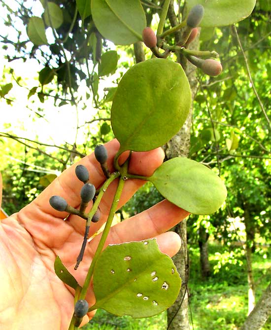 STRUTHANTHUS ORBICULARIS, leaves & fruit clusters