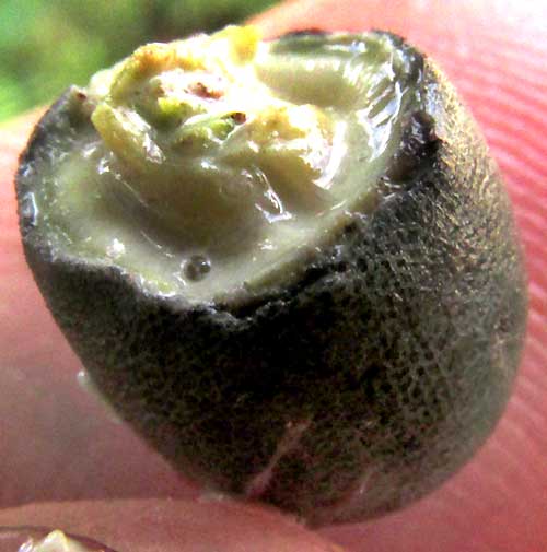 STRUTHANTHUS ORBICULARIS, open fruit showing white latex and seed