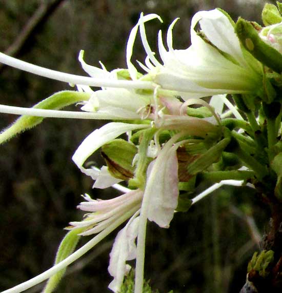 Cowfoot, BAUHINIA DIVARICATA, flowers clustered