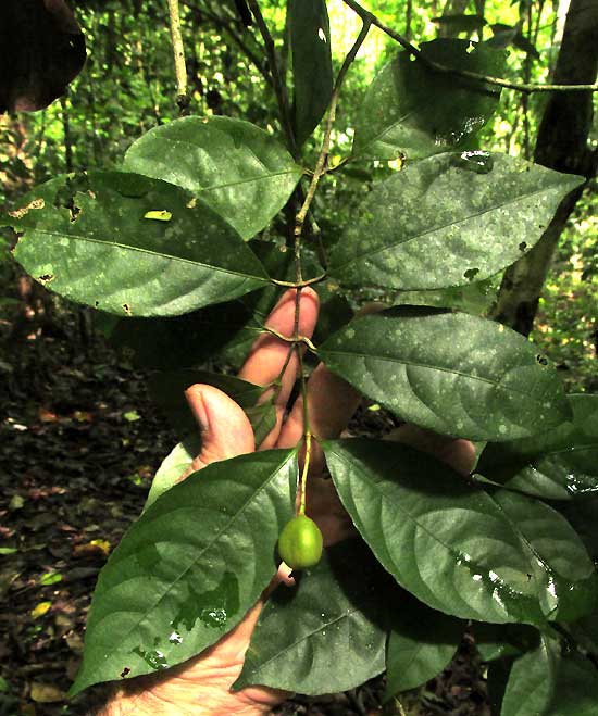 RINOREA GUATEMALENSIS, leaves & fruit
