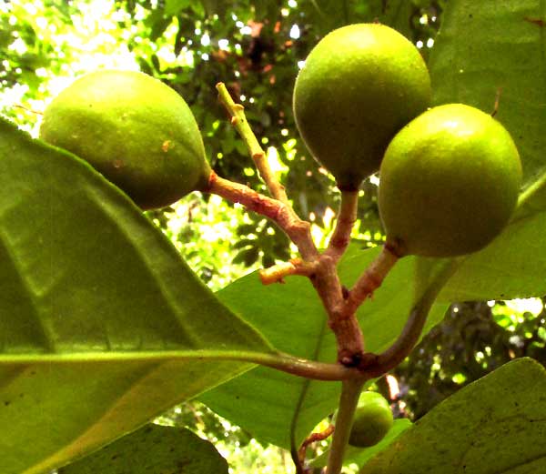 RINOREA GUATEMALENSIS, fruit cluster