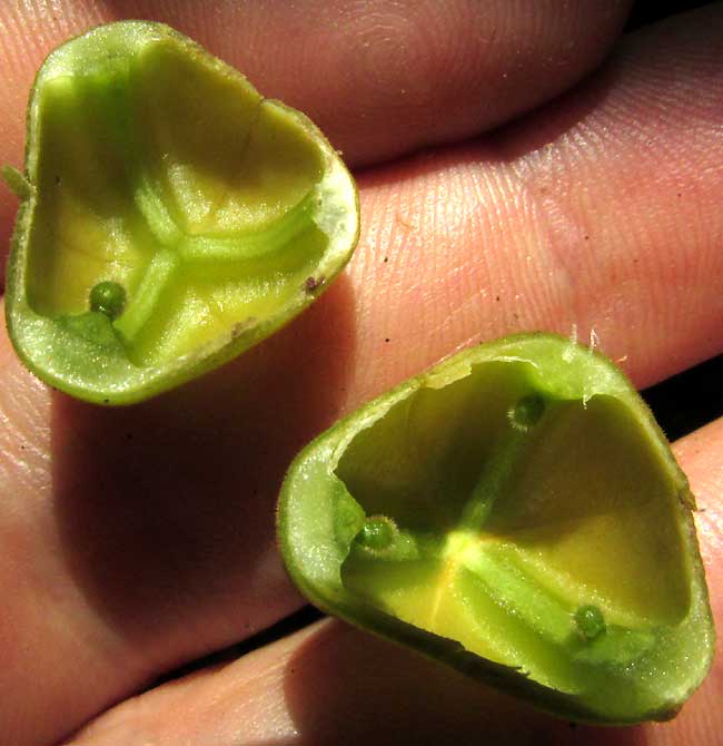 RINOREA GUATEMALENSIS, opened fruit showing ovules