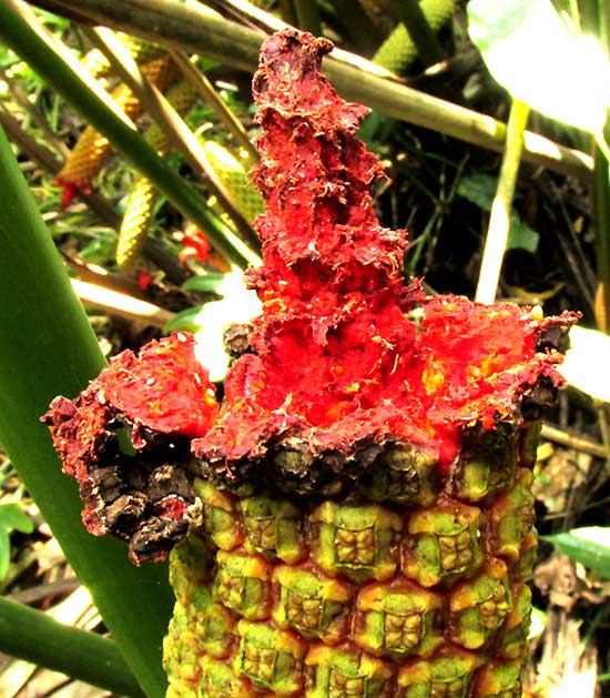 Panama Hat Plant, CARLODOVICA PALMATA, fruiting structure partly eaten by animal