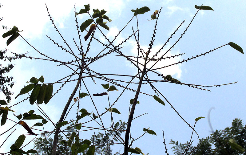 Panama Rubber Tree, CASTILLA ELASTICA, flowering of leafless branches